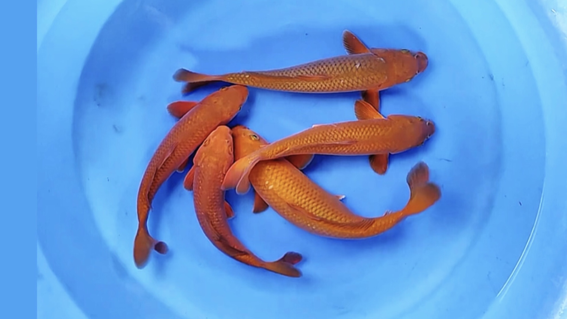 红茶锦鲤观赏鱼,养成膘肥体壮滴米级带头大哥.