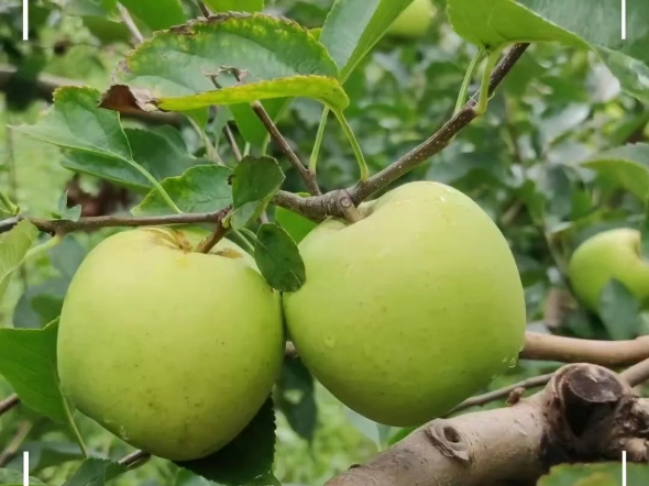 【青苹果】果园里挂满了水灵灵的果实