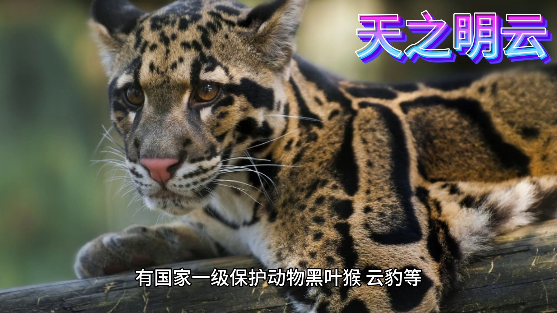 重庆--万盛经开区黑山谷5a景区最全攻略