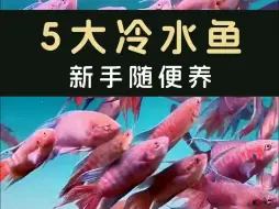 Download Video: 五大冷水鱼，新手难养死 适合新手养的5种冷水鱼，好看好养又皮实