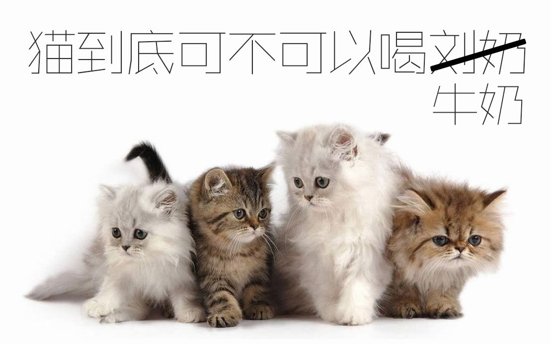 【科普】小猫可以喝牛奶吗?台湾宠物医师解释能喝的理由...哔哩哔哩bilibili