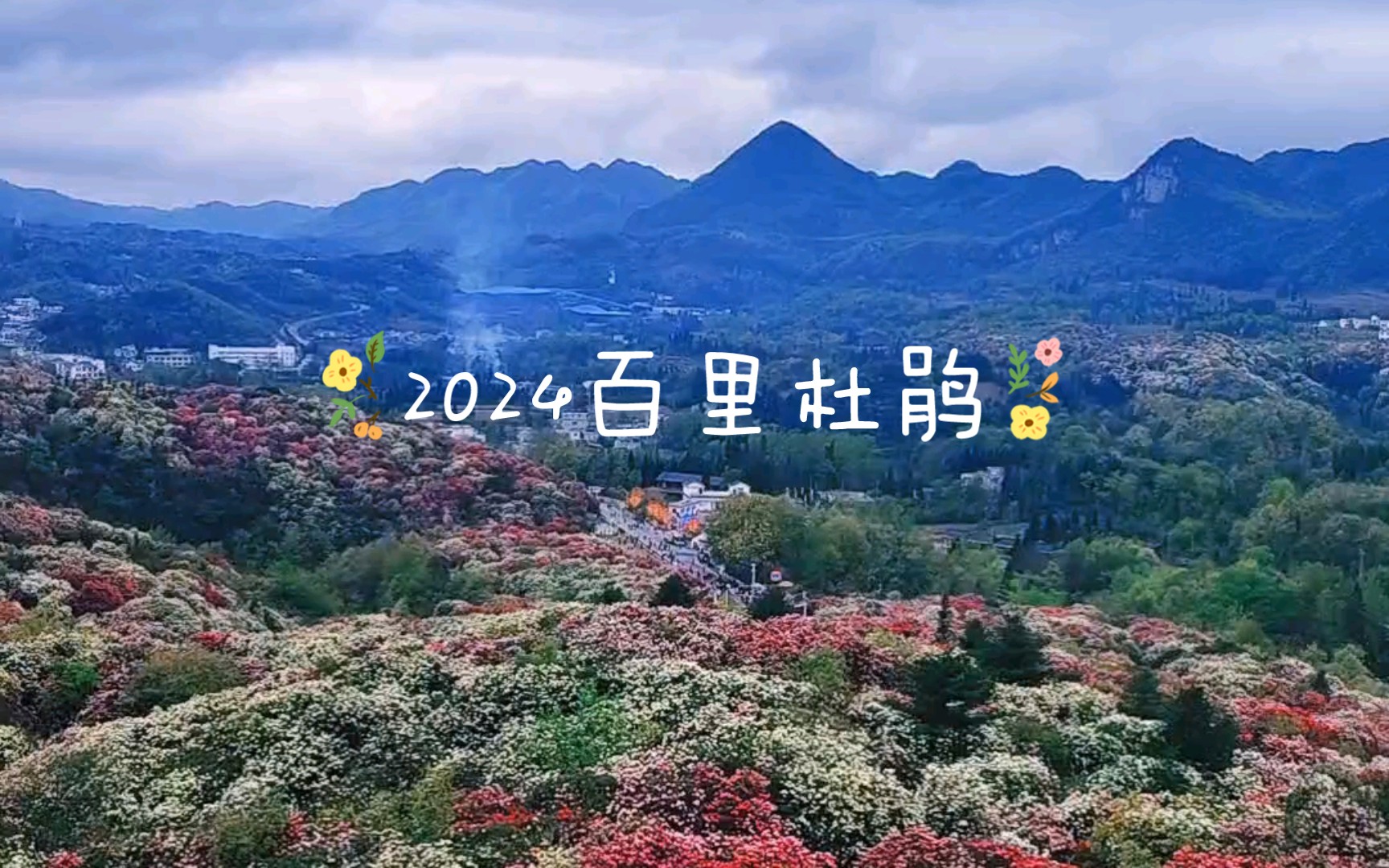 2024赏花之旅,贵州百里杜鹃| 花是美人面,山是美人骨,看杜鹃成林,芬芳百里哔哩哔哩bilibili