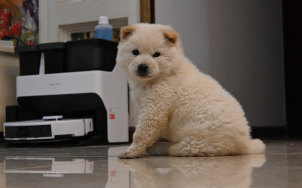 白土松旺财训练喂食等待