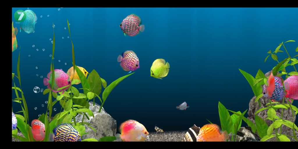 养鱼场3 七彩神仙 他们胖嘟嘟的 非常讨人喜欢 一起欣赏吧 73