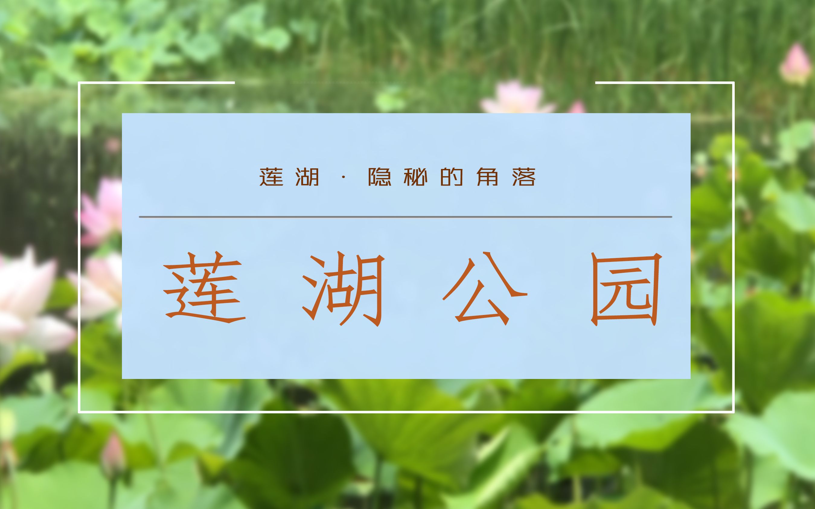 莲湖区“隐秘的角落”——被忽视掉美的莲湖公园哔哩哔哩bilibili