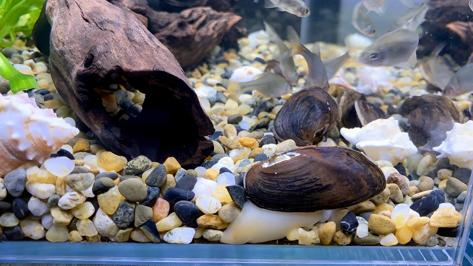 来吧,河蚌走路了解一下