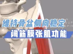 Download Video: 【体态矫正】阔筋膜张肌维持骨盆侧向稳定性的功能