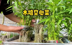 Download Video: 用我这个方法水培空心菜，同时还能养鱼，真是个好主意！