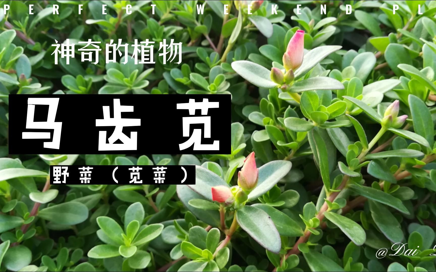 神奇的植物(马齿苋)哔哩哔哩bilibili