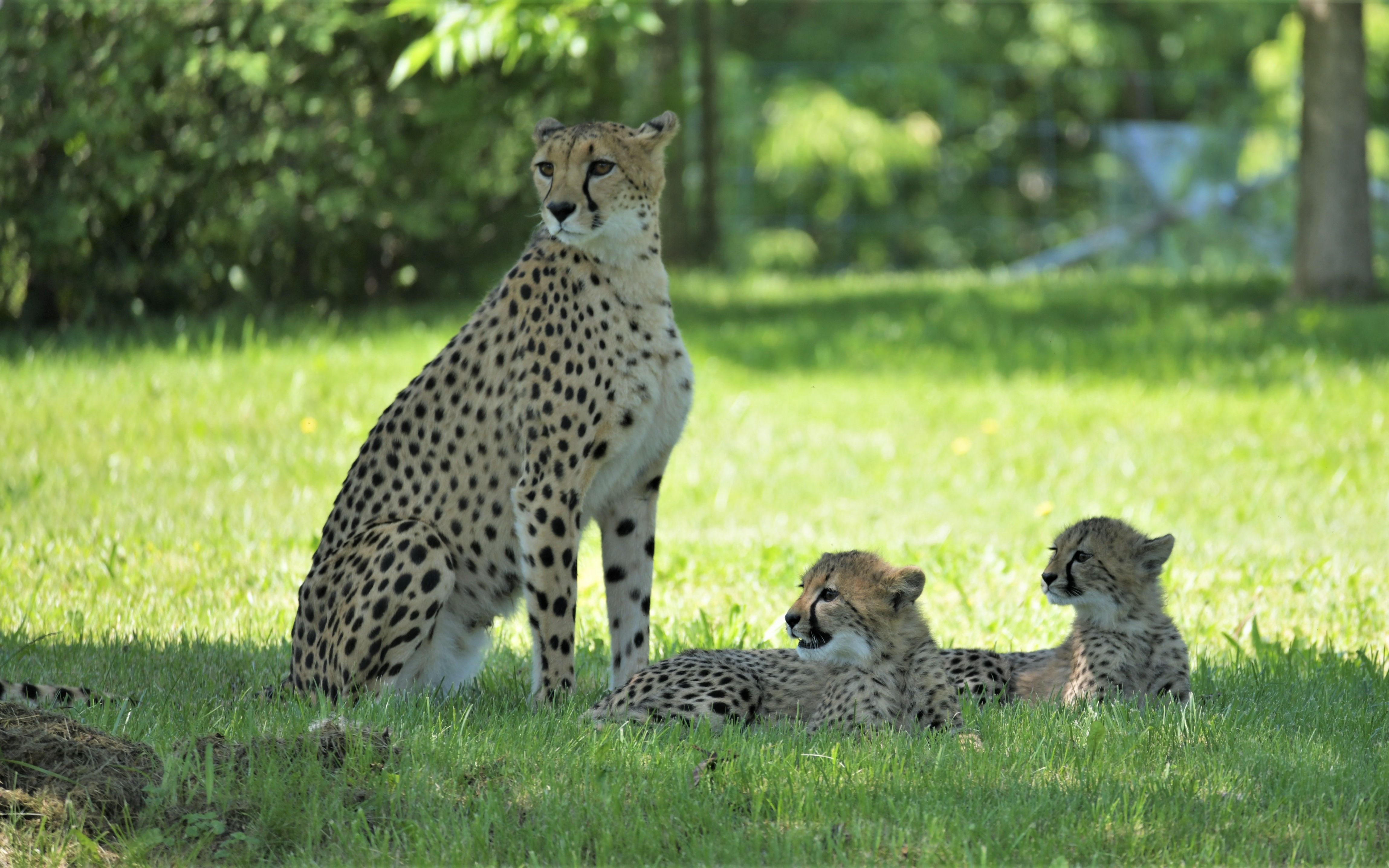 【多伦多动物园的动物们】猎豹妈妈与三个小崽