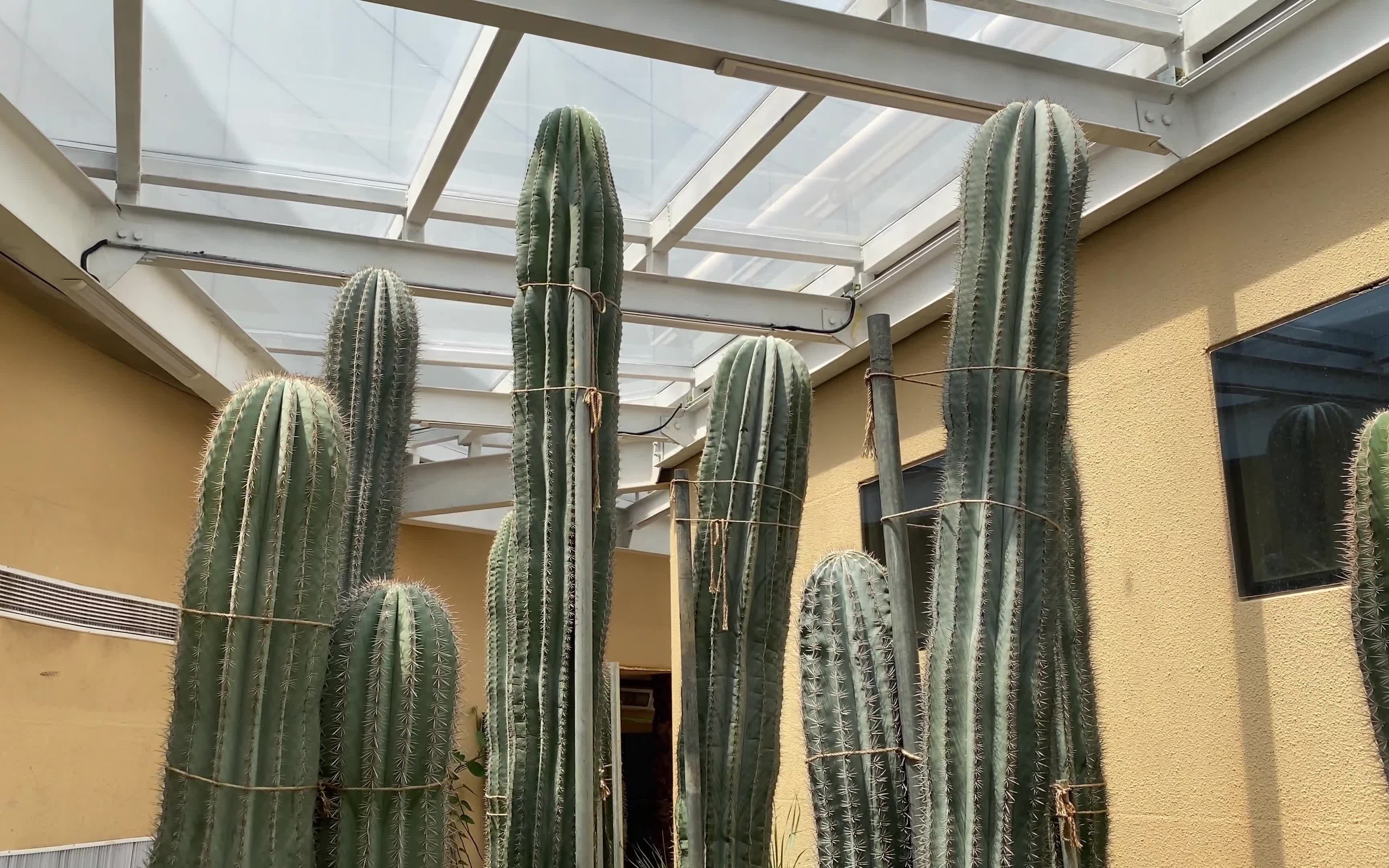 广州正佳广场热带雨林动植物园游记vlog瀑布和多肉植物
