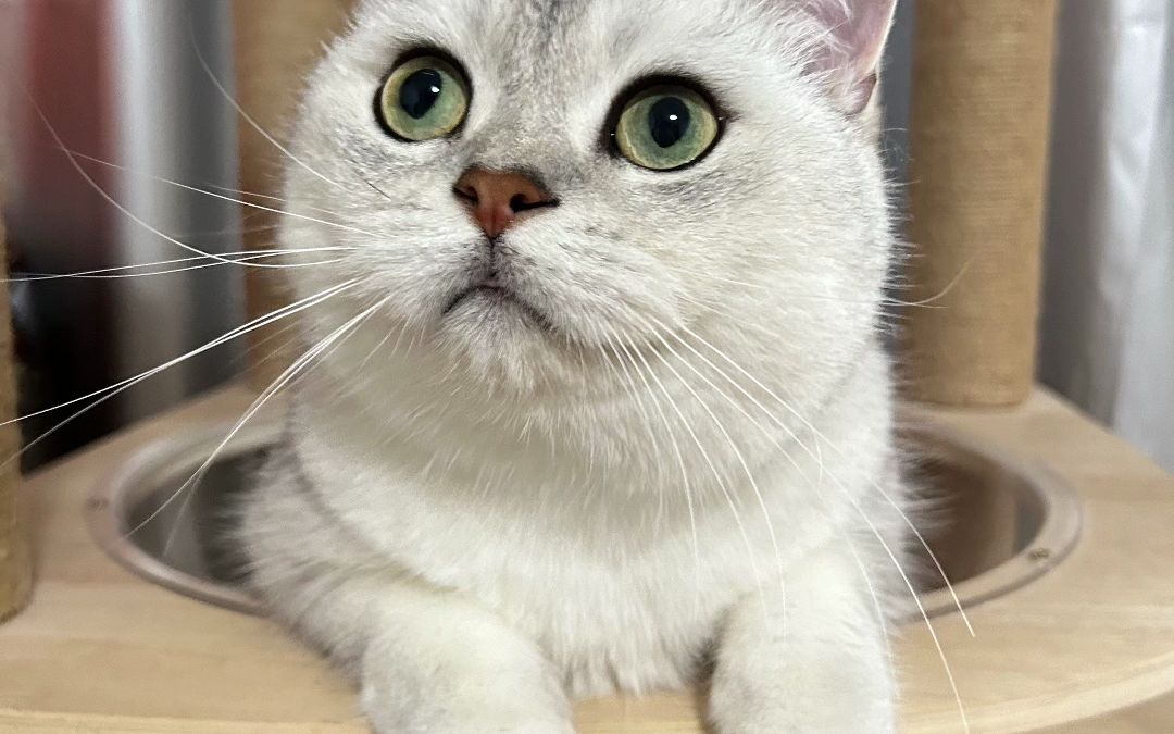 爱玩球球的猫咪