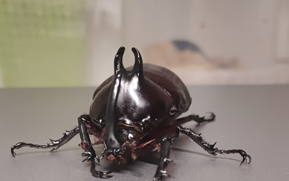 兔耳尤犀金龟,亚洲自己的竖角兜.