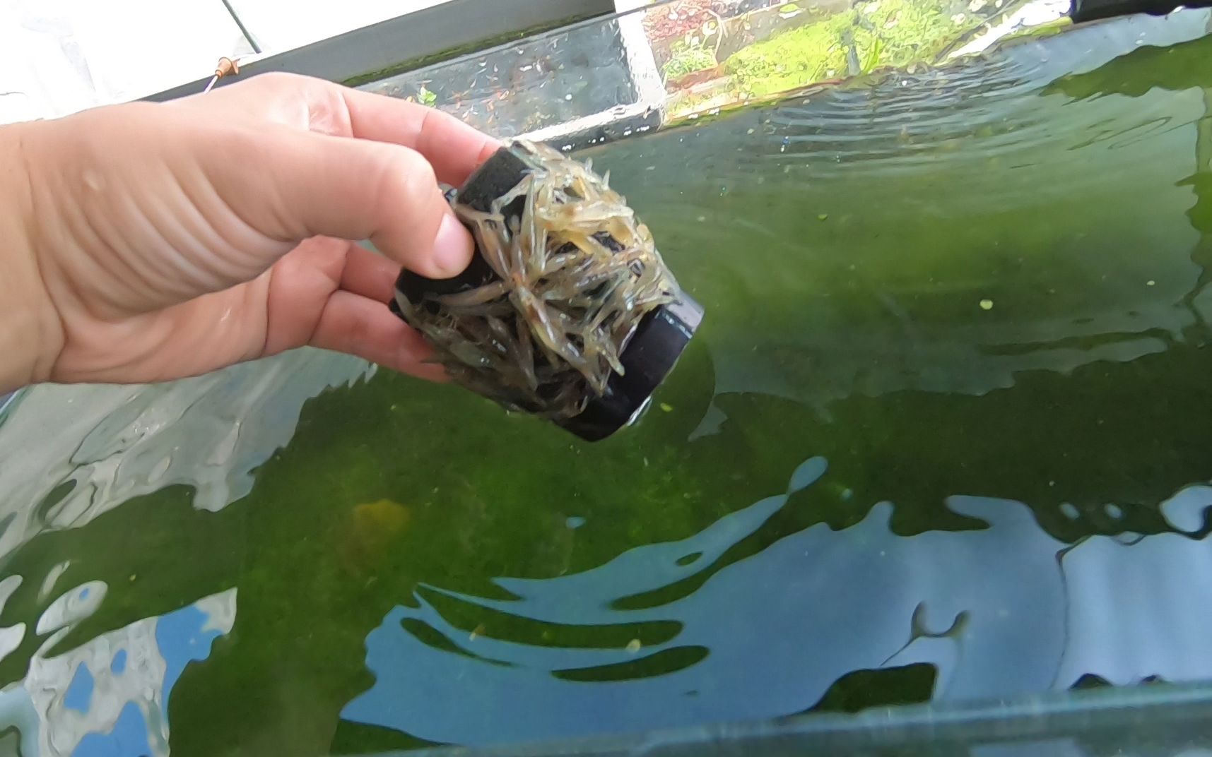 户外小草缸长满水藻投放300条黑壳虾除藻看看效果如何