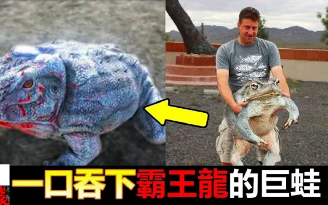 站在远古食物链顶点的动物魔鬼蛙霸王龙是他的专属零食