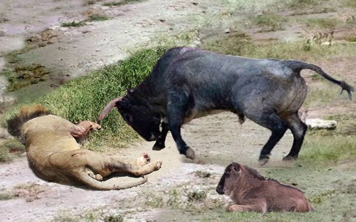 动物世界-令人惊奇的两只雄狮从河边巨大的鳄鱼伏击中逃脱,河马vs鳄鱼