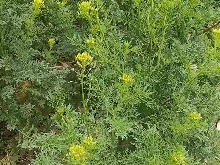 626 播娘蒿:十字花科播娘蒿属草本植物.