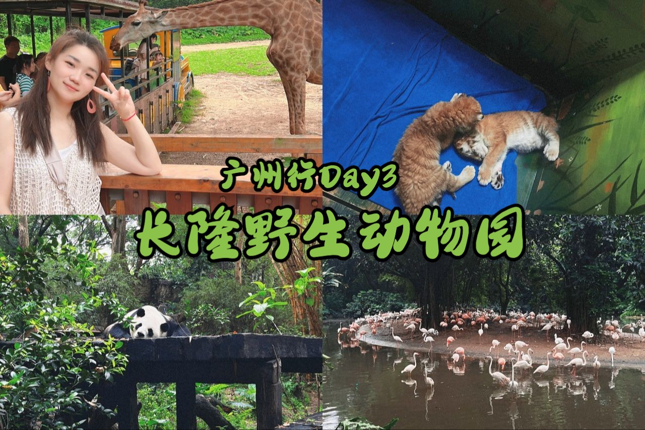 廣州day3|長隆野生動物園