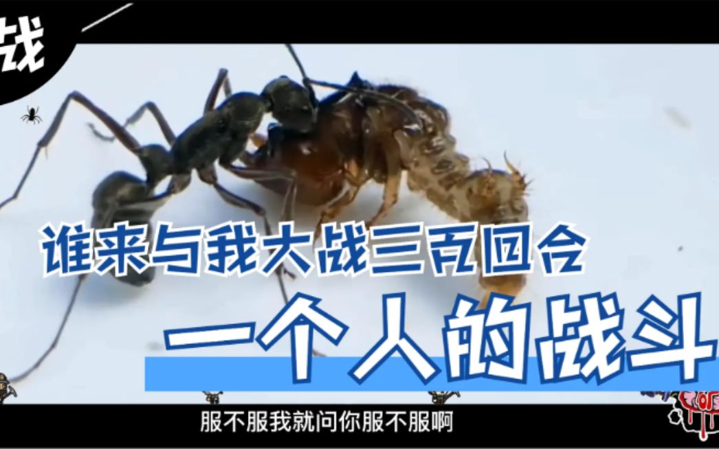 外星异形生物骆驼虫入侵地球,蚂蚁勇士誓死与异形展开生死搏斗.哔哩哔哩bilibili