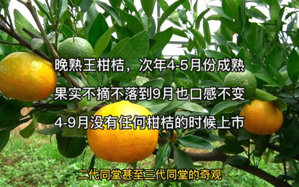 晚熟王柑桔,次年的45月成熟,果实不摘不落,在49月市面没有任何柑桔品种的时候上市,竞争优势明显!哔哩哔哩bilibili