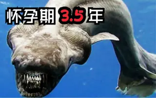 皱鳃鲨 搜索结果 哔哩哔哩 Bilibili