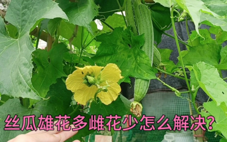 丝瓜不开雌花?给它施点这种肥,丝瓜开花多结果多不化瓜不坏果哔哩哔哩bilibili