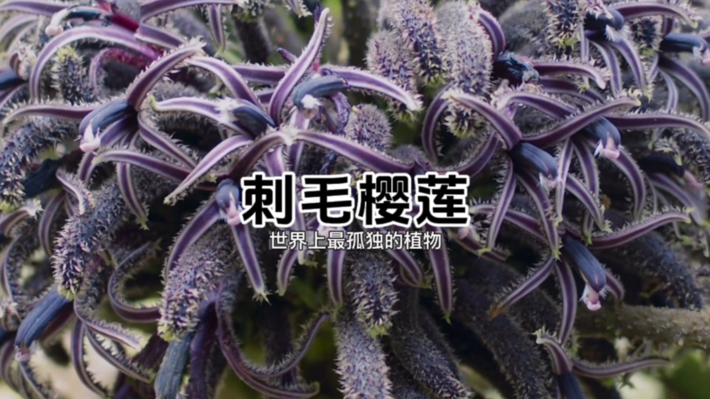 世界上最孤独的植物——刺毛樱莲哔哩哔哩bilibili