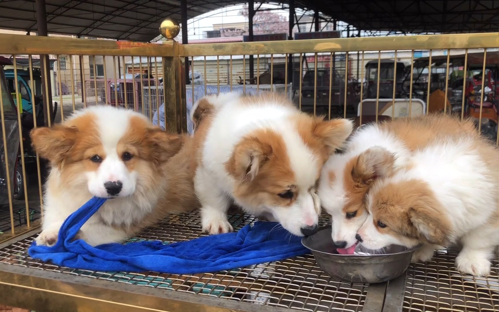 长毛柯基犬长期霸占市场,失格品却卖天价,市场真的太乱了!哔哩哔哩bilibili