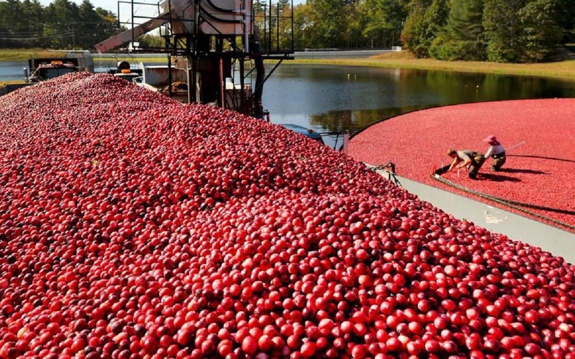 澳洲蔓越莓的功效与作用(澳洲蔓越莓:预防尿路感染的自然良药)
