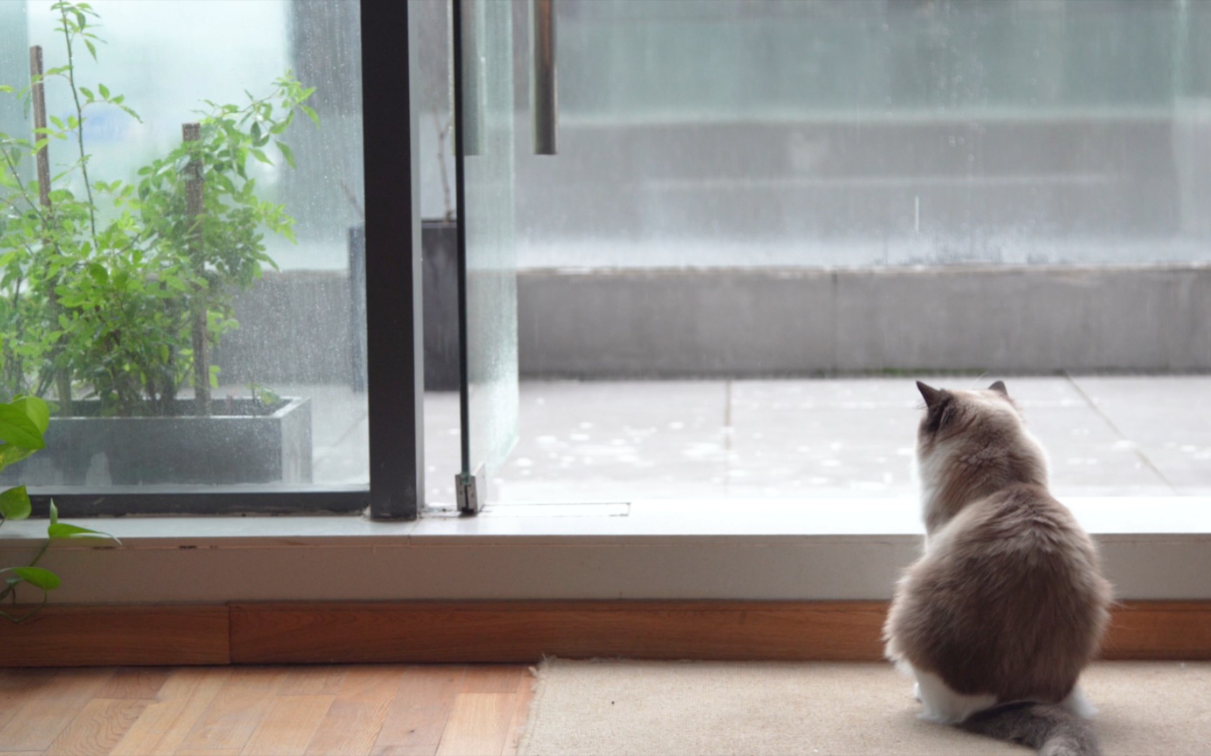 活动  听雨猫