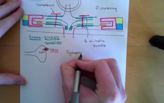 【突触囊泡】Synaptic Vesicle Exocytosis and Endocytosis Part 2  突触囊泡的胞吐和内吞P2哔哩哔哩bilibili