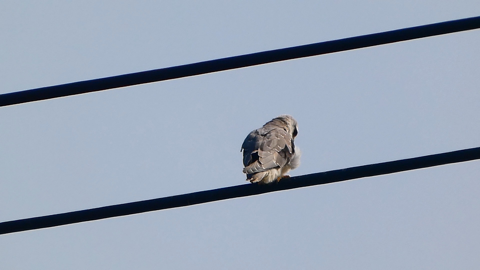 风中的黑翅鸢幼鸟