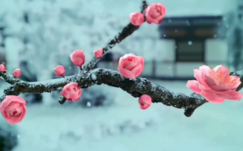 [图]【古风空镜】绝美空镜素材 梅花、桃花、荷花、莲花、海棠花开、放花灯、灯会、雪天、雨天、红伞落下、撑伞相对、女子舞剑、男女舞剑、花境