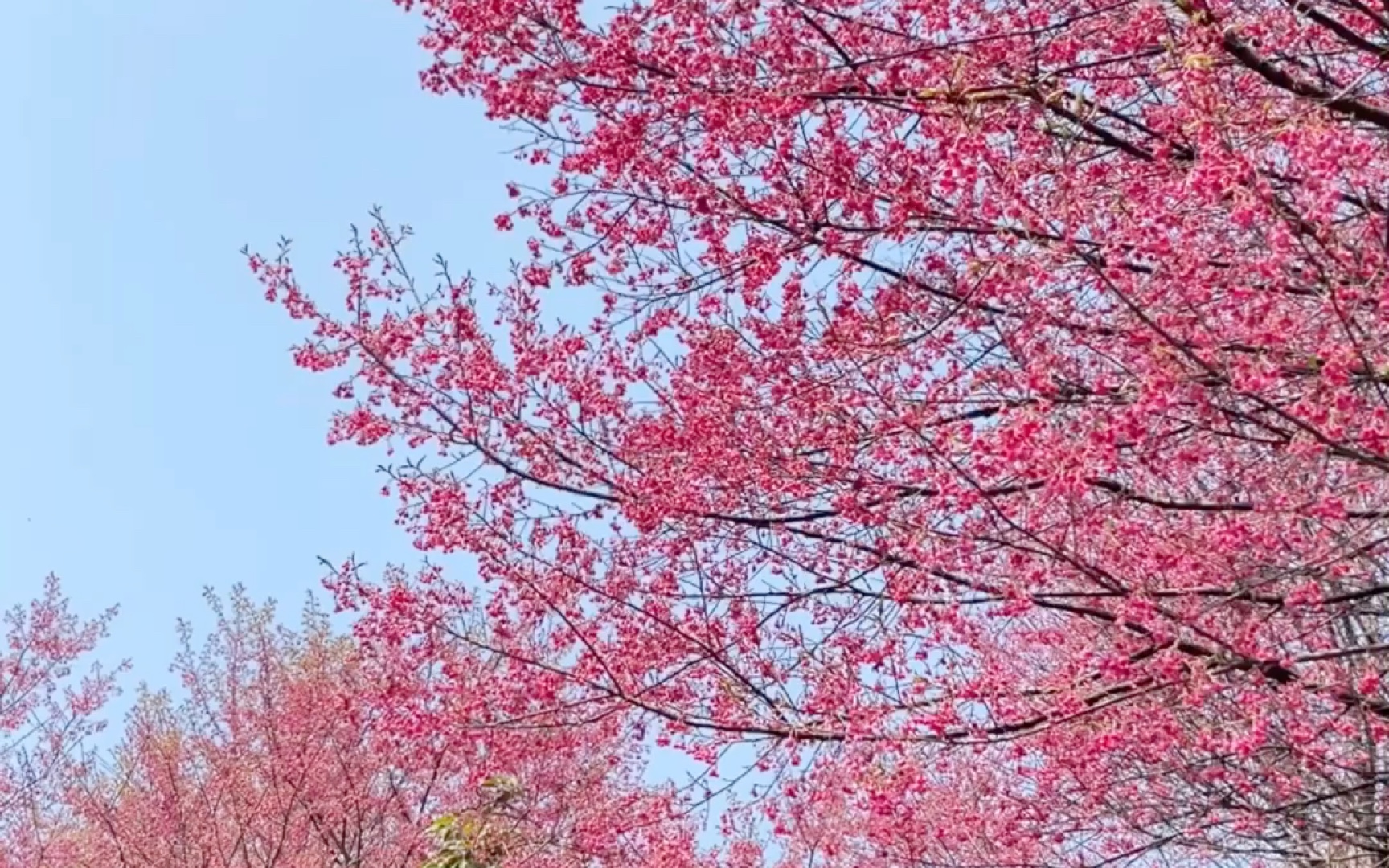 三月 梅岭樱花谷|属于檫木 白玉兰 山樱花的春天