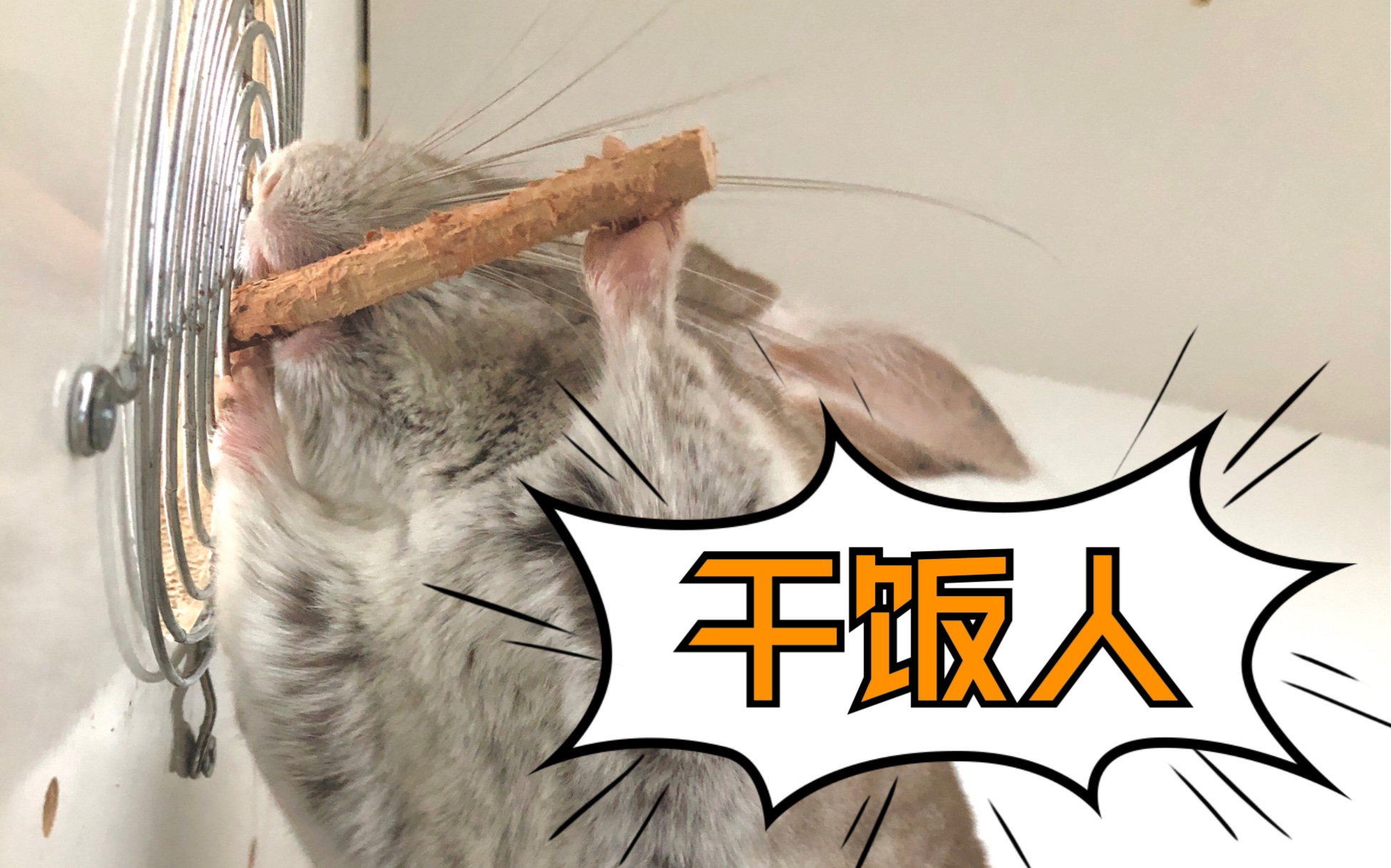 活动作品龙猫走干饭去