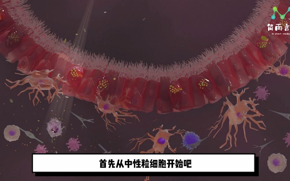 【免疫科普】竭尽短暂的一生誓死守卫我们的中性粒细胞哔哩哔哩bilibili