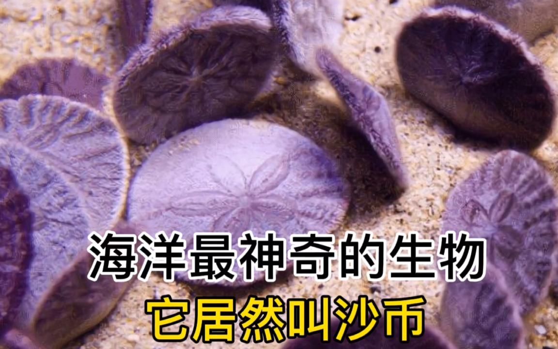 [图]这种生物的名字居然叫沙币，你见过吗