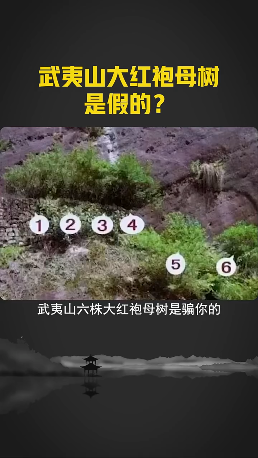 [图]武夷山大红袍母树是假的吗？