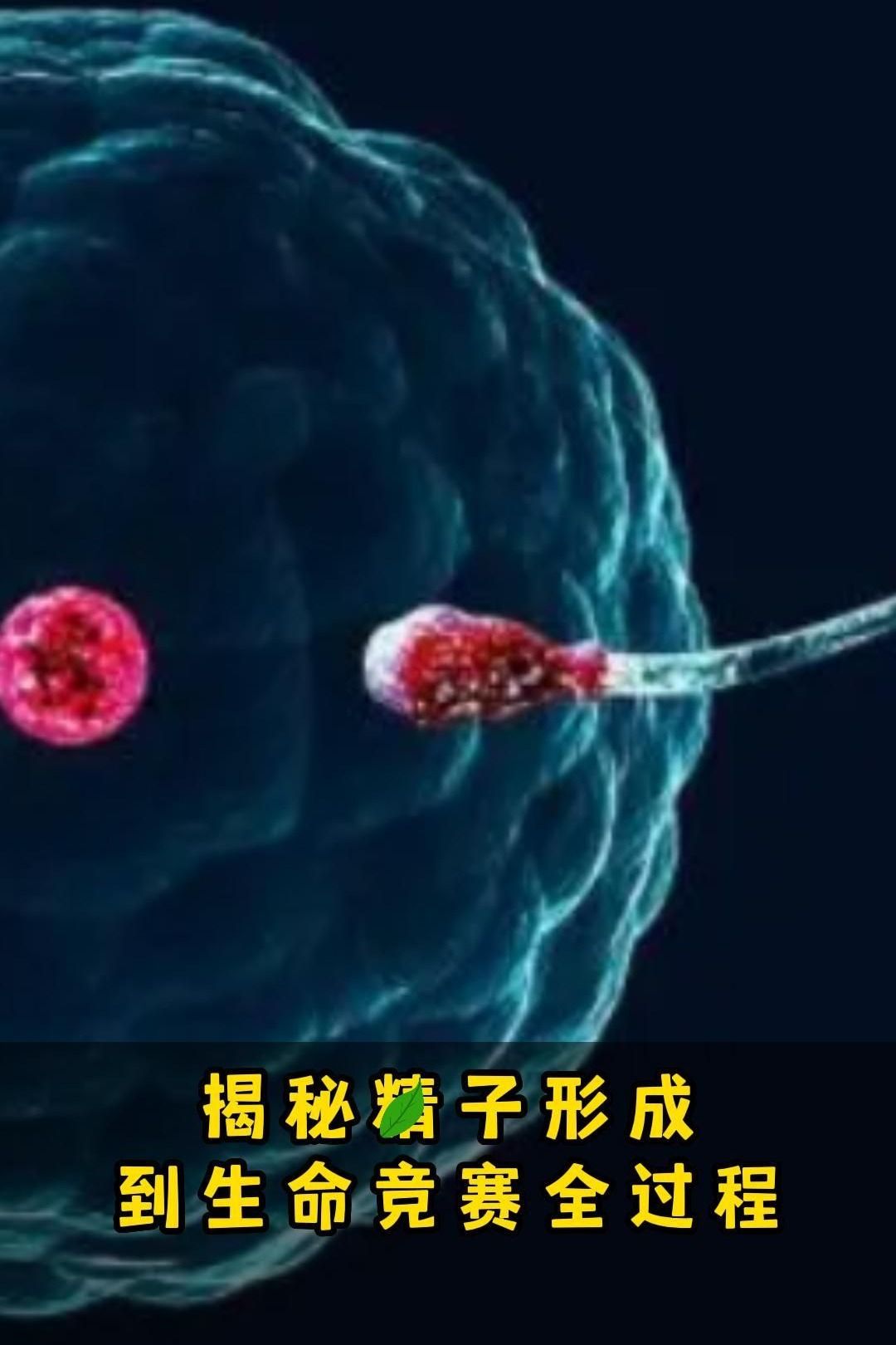 揭秘精子形成到生命竞赛全过程哔哩哔哩bilibili