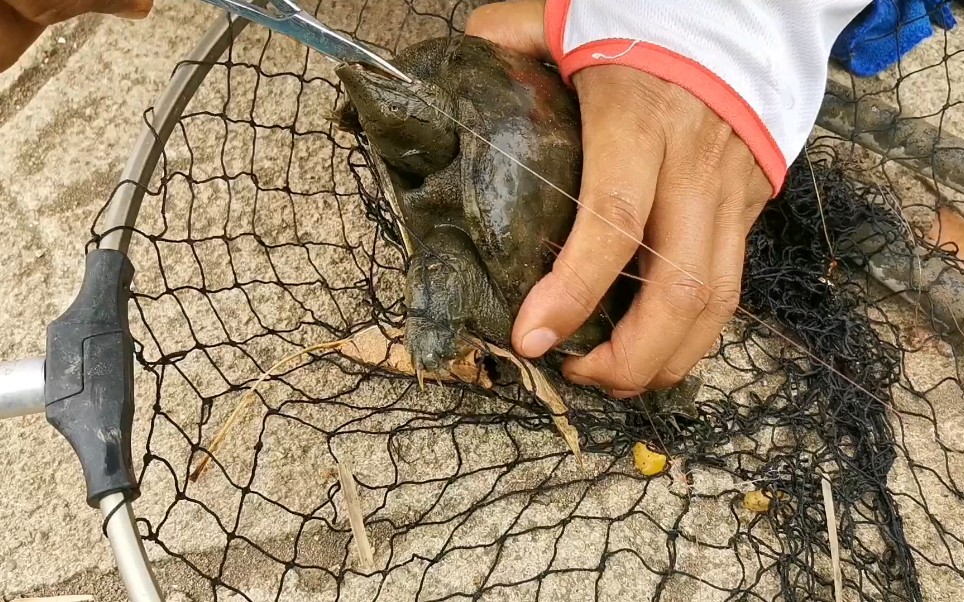 猪肝是甲鱼的最爱,钓友用抛竿挂猪肝垂钓,为何甲鱼吃口都是底钩