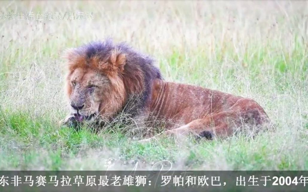 传奇狮王罗帕,以一挑二受重伤,幸被救助得以存活