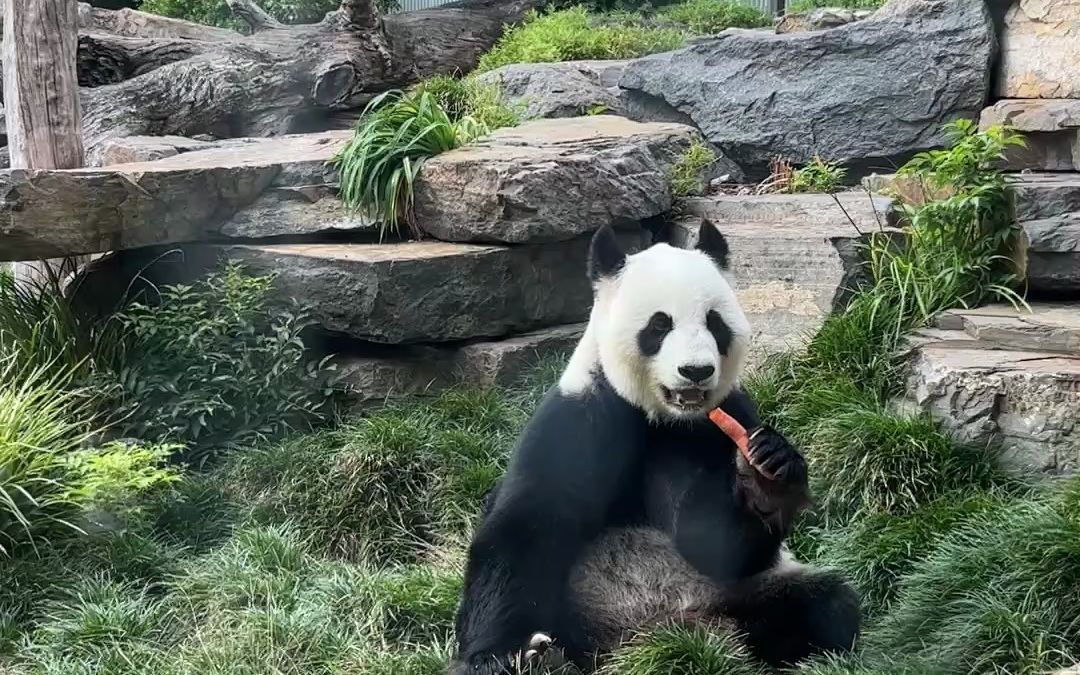 [图]突击检查！在阿德莱德的大熊猫怎么样了？