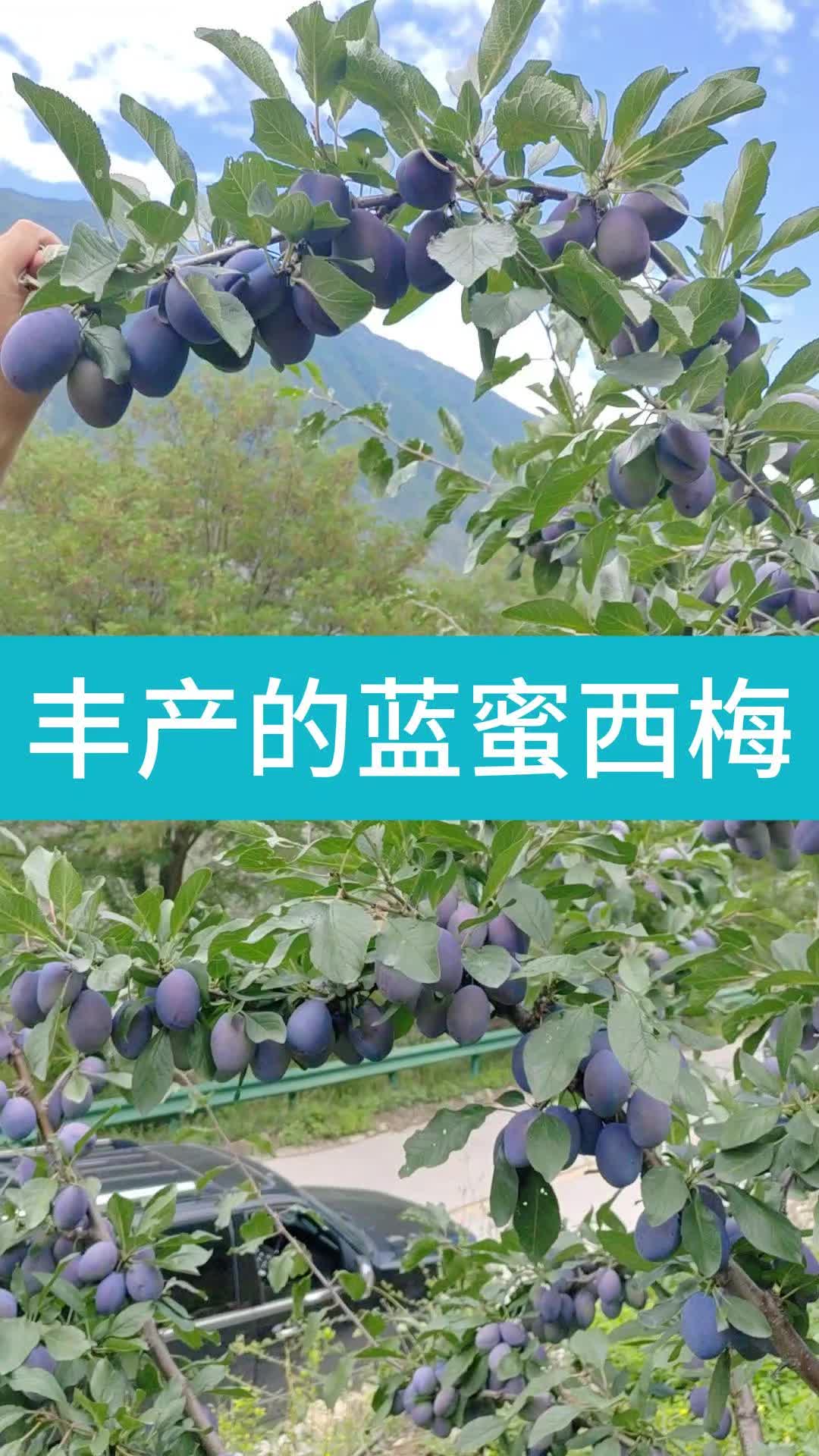 丰产的蓝蜜西梅