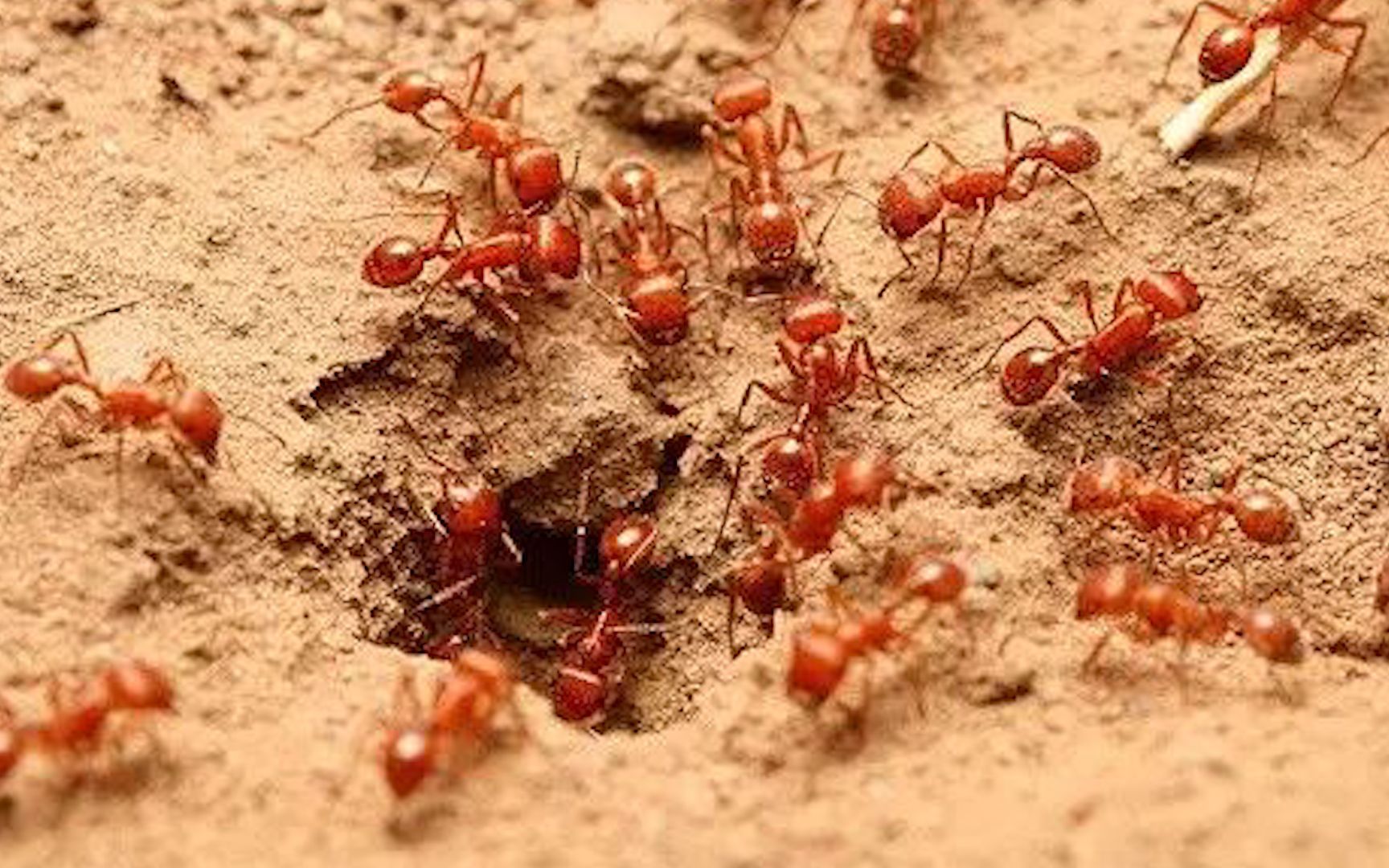 红火蚁饲养图片