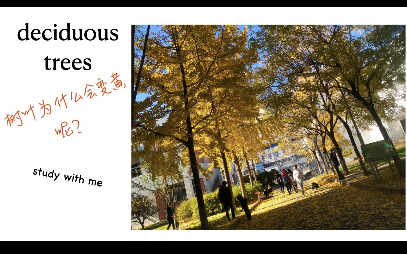 【China Daily复盘】第16期 —— 树叶为什么会变黄?|deciduous trees |落叶树哔哩哔哩bilibili