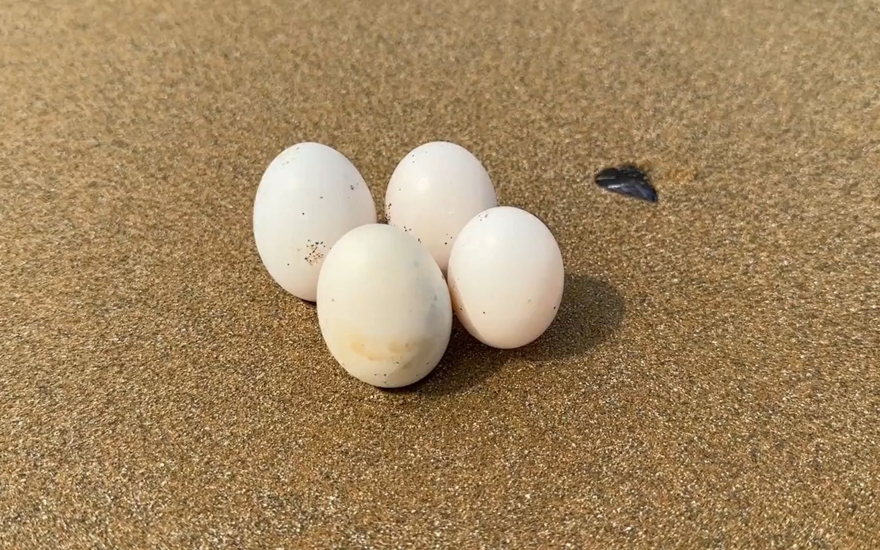 退大潮,阿康带着大漏勺来海边赶海,还发现了海鸟窝