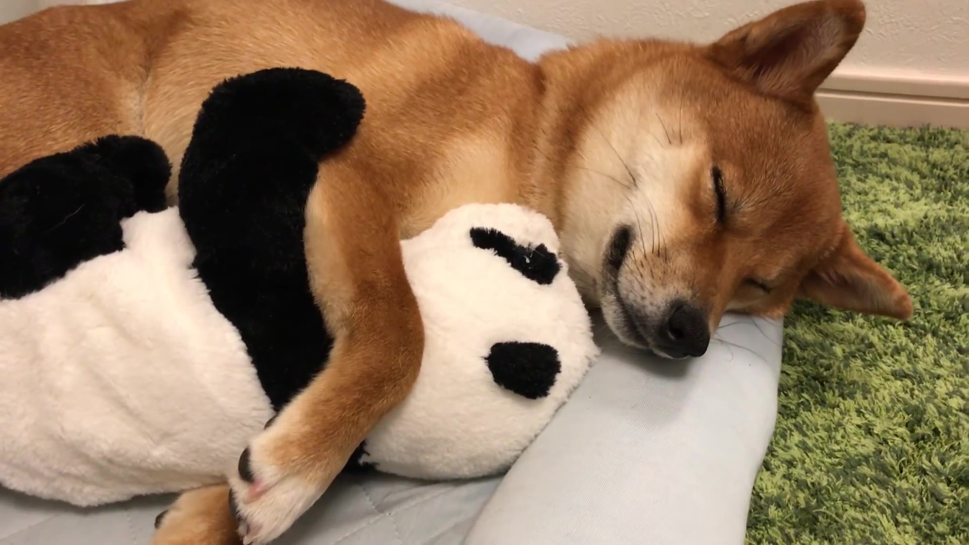 【汪酱 yuki】抱着熊猫宝宝睡觉香【狗 柴犬】