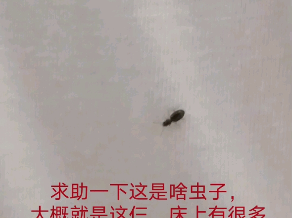 求助一下这是啥虫子,好多在床上爬
