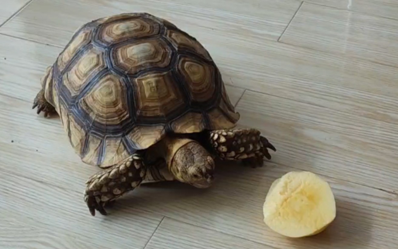 养出一只漂亮的苏卡达陆龟