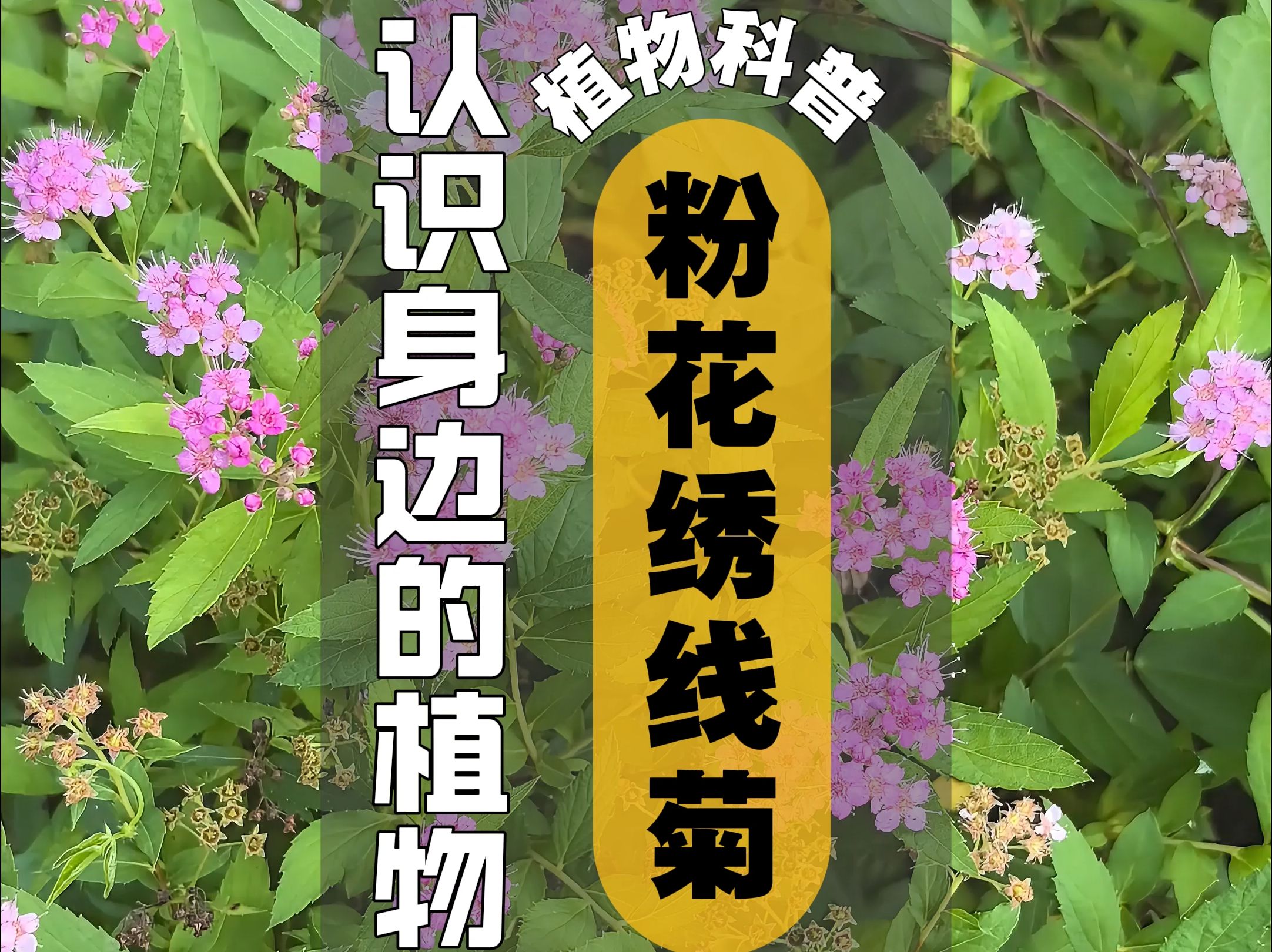 植物科普 I 粉花绣线菊哔哩哔哩bilibili